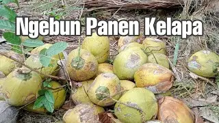 Kegiatan Tiga Bulan Sekali Panen Kelapa Bareng Anak-anak | Vlog