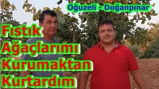 Gaziantep - Fıstık Ağacı Kuruması - Fıstık Ağacı Hastalıkları - Antep Fıstığı Ağacı Neden Kurur