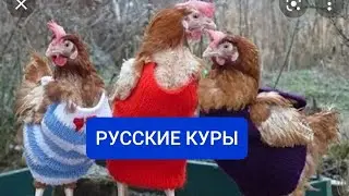 Русские куры