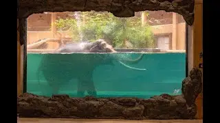 Orientarium Łódź#Elephant bathing#animalsvideo
