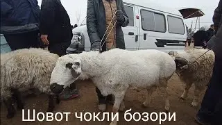 Шовот чокли бозори куй кучкорлар нархи 21 11 26