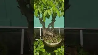 bonsai