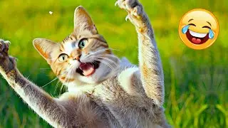 Cats VS Invisible Wall 🐱 Funny Cat Tries To Catch Snowflakes