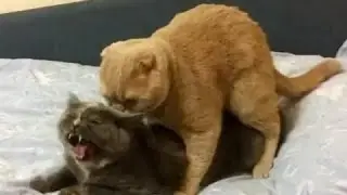 Azeri seks / Секс / Sex cats. ( Inept Cats )