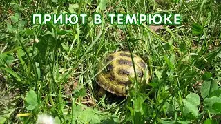 Черепахи в новом вольере, Темрюк