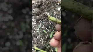 Different tomato plant pruning techniques you NEED to try