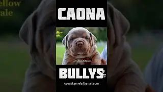 KONG X RED #XLBully  @CaonaBullys #Americanbully