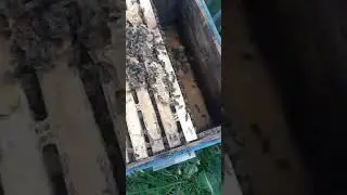 Объединяем основную семью и отводок в зиму. 