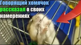 Хомяк говорит что выберется с клетки