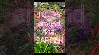 Tulips Blooming in the Garden