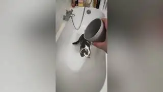 Смешные истории про домашних животных