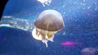 BX Sea Aquarium
