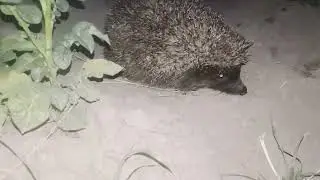 Неожиданная встреча с Ёжиком в поле / жизнь в селе