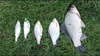 Fishing for crucian carp and other peaceful fish in the spring of 2026