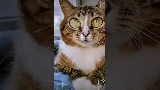 СМЕШНЫЕ КОШКИ / ПРИКОЛЫ С КОШКАМИ