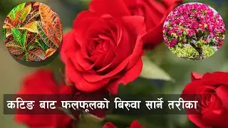 Cutting bat biruwa || कटिङबाट फल तथा फूलको बिरुवा सार्ने तरीका How to Propagate Plants From Cuttings