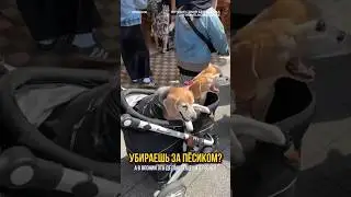 Как убирают на пёсиками в Японии