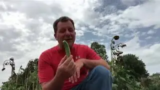 Eating Overgrown Okra Raw? | Savvy Organics Farm