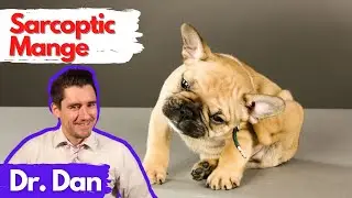 Sarcoptic Mange Scabies in the dog.  Dr. Dan explains.