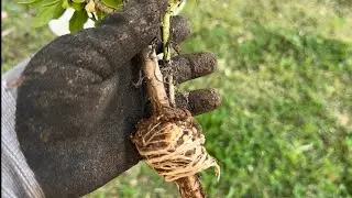 En hızlı çiçek köklendirme çoğaltma yöntemi bahçe işleri