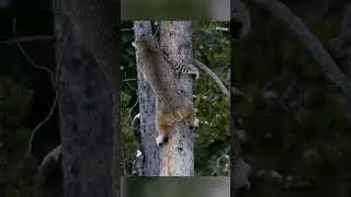 Lynx in action. Successful squirrel hunt.