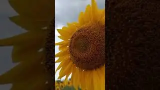 Там где родился - Марина Бриз