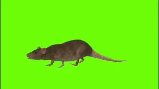 Mouse 🐭 🐁 🐭 🐁 ( mus) green screen background video