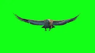 Eagle green screen | green screen eagle material | Bird Green Screen copyright free 