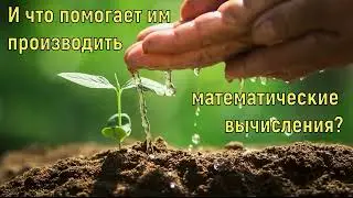 Математичекие способности растений