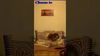 Учим сокола прилетать на руку по свистку.