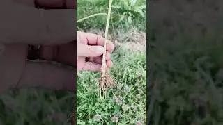 #homestead #homesteading #survival #hunting #viral