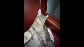 это я в конце рабочей недели, кот спит хаха 😂😂😂😂😂 #shorts