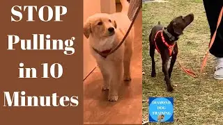 4 Dogs Master Loose Leash Walking in Minutes!