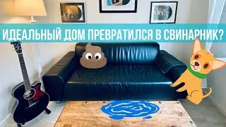 Минимализм, чистота и порядок. И домашние животные! Как изменился дом с появлением собаки?