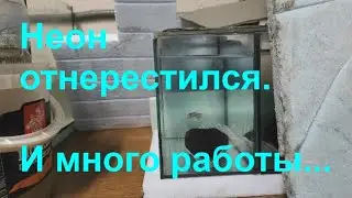 Неон отнерестился. И много работы...