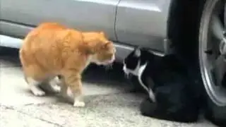 Senile Talking Cat! (AUTO-TUNED)