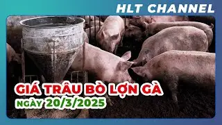 Livestock Market Update on March 20, 2025, in Vietnam