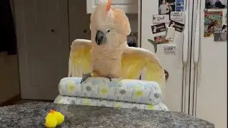 A fun game with a little yellow chick! All Floofed Up! 🤣🐥