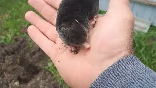 Не думал,что крот может меня укусить !!!