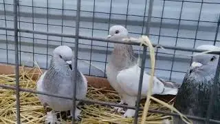 Голуби такла в Самаре, Борис, т.+79276896226. канал в ютуб Олег Костяков.