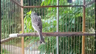 Kompilasi Kenari Gacor | Putar Sekali langsung bikin emosi yang lain #canary #kenari #kenarigacor