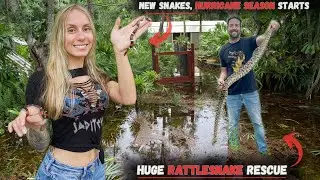 Hurricane  Debbie Aftermath & Saving Huge Rattlesnakes + NEW SNAKES!