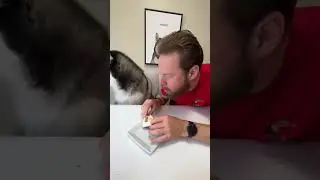 Husky and Hooman taste dog treats that look like people food