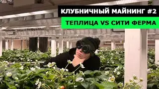 КЛУБНИЧНЫЙ МАЙНИНГ #2 | ЧТО ВЫБРАТЬ?