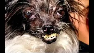 FUNNIEST VIDEO YOU WILL EVER SEE/ UGLIEST DOGS EVER!
