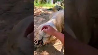 Silly Tank