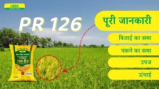 PR 126  विवरण | चावल के बीज परमल चावल की किस्म | शीर्ष धान | उच्च उपज वाली चावल की किस्म