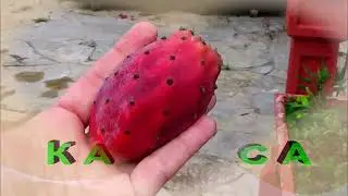 КОЛЮЧИЙ,  НО  ВКУСНЫЙ.  О ПОЛЬЗЕ ПЛОДОВ КАКТУСА.