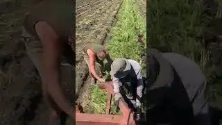 Копаем морковь 🥕🥕🥕