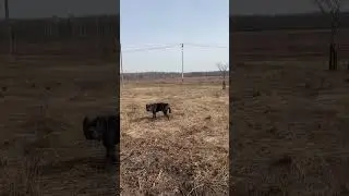 Талли пошел😍